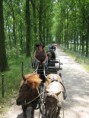 /album/menrit-04-06-2011/zeeuwse-menrit-juni-2011-024-jpg/